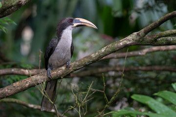 Close up portrait of beautiful hornbill bird