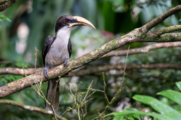 Close up portrait of beautiful hornbill bird