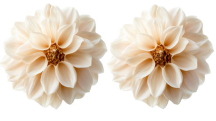 White Chrysanthemum Flower Isolated on White Background
