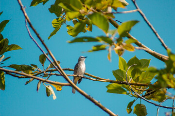 beautiful birds in the tropical forests of Indonesia in the afternoon