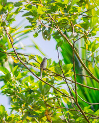 beautiful birds in the tropical forests of Indonesia in the afternoon