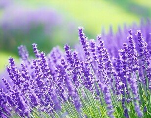 Naklejka premium 美しいラベンダー