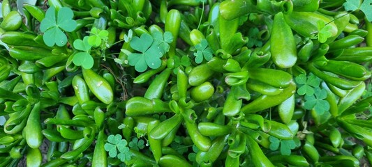 Close-up of jade plant (Crassula ovata) leaves with small clover plants nestled in the green foliage. Fresh, natural texture for botanical and nature backgrounds.