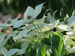 Close-up of White Japanese Dogwood Flower（ヤマボウシの白い花のクローズアップ）