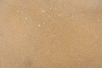 Sand With Shells Textured Background