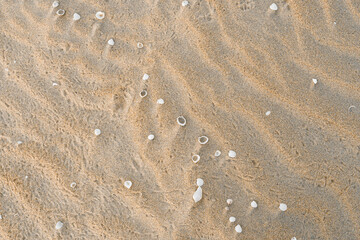 Wavy Sand With Shells Textured Background