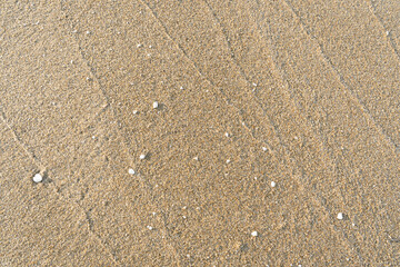 Sand With Shells Textured Background