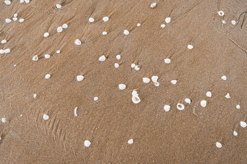 Sand With Shells Textured Background