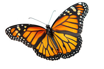 Majestic Monarch Butterfly in Flight Stunning Wings, Vibrant Colors