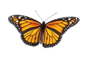 Fototapeta premium Majestic Monarch Butterfly Stunning Wings, Vibrant Colors, Close-Up View