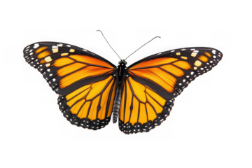Majestic Monarch Butterfly Stunning Wings, Vibrant Colors, Close-Up View