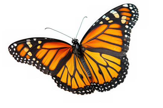 Majestic Monarch Butterfly in Flight Stunning Wings, Vibrant Colors