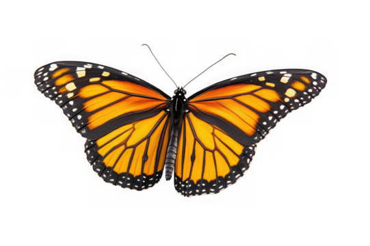 Majestic Monarch Butterfly Stunning Wings, Vibrant Colors, Close-Up View