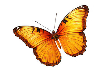 Vibrant Orange Butterfly in Flight A Stunning Close-Up