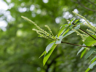 初夏の森のリョウブの花蕾
