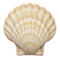 Obraz premium A detailed close up of a natural beige and white scallop shell with distinct ribbing isolated on transparent background