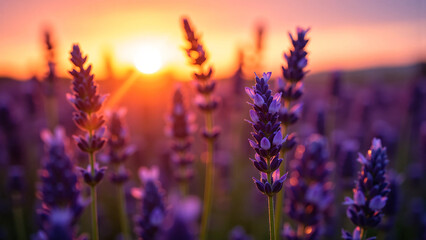 Obraz premium Lavender flowers glowing under golden hour light with soft background blur, deep purple tones, and cinematic shadows for wellness, fragrance, and floral brand campaigns.