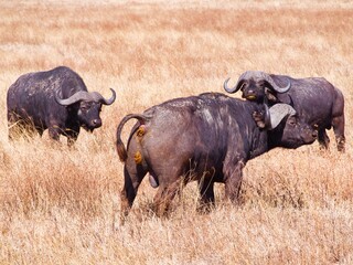 Obraz premium Cape Buffaloes in Ngorongoro Crater, Tanzania