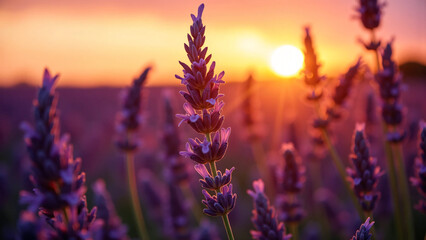 Obraz premium Lavender flowers glowing under golden hour light with soft background blur, deep purple tones, and cinematic shadows for wellness, fragrance, and floral brand campaigns.