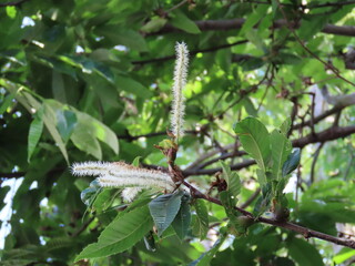 Fototapeta premium June blooming male flowers of Castanea crenata with serrated leaves