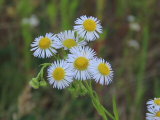 Close-up of blooming Erigeron annuus flowers｜ハルジオンの花のクローズアップ写真