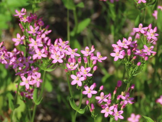 Close-up of Hanahamasenburi (Centaurium maritimum) coastal flower blooming in Japan｜ハナハマセンブリの花 接写