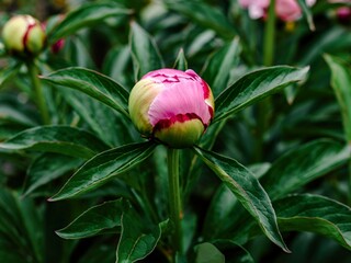 Closeup of a large purple and green bud on a peony plant