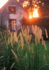 Golden hour grass and rustic house