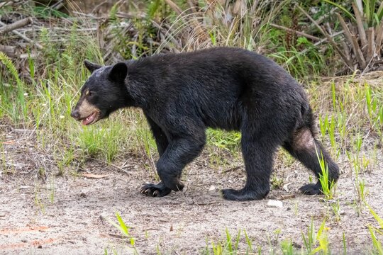 Black bear walking in natural habitat