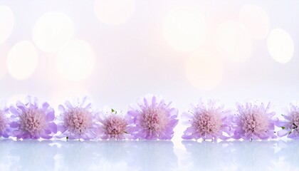 Scabiosa flower background