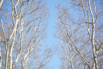 Tall bare trees reaching towards clear blue sky