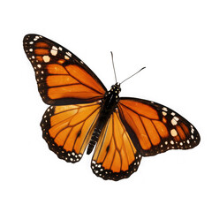 Fototapeta premium Detailed monarch butterfly with orange wings and black veins isolated on transparent background