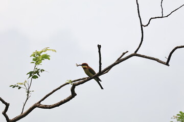 A Chestnut-headed Bee-eater wth its catch