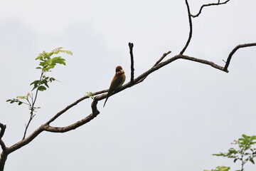 A Chestnut-headed Bee-eater watching with curious eys