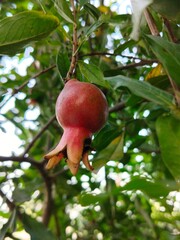Closeup shoot of pomegranate bud and flower.