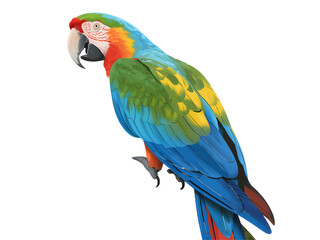 Obraz premium Colorful Macaw Parrot Perched isolated on a transparent background