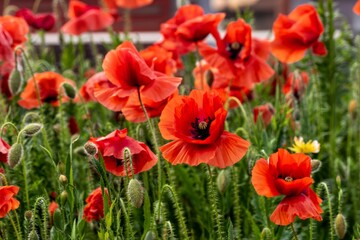 Obraz premium Group of bright red poppies growing close up