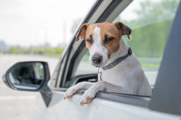 Jack Russell Terrier dog looking out of car window. 