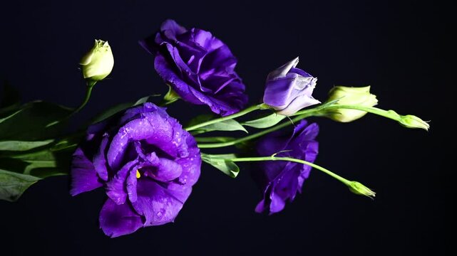 Purple Eustoma Flowers and Buds on a color Background 4K footage