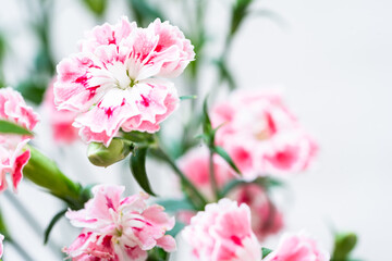 Fototapeta premium ピンクのナデシコ,花