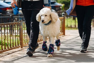 big white poodle walking in summer street with two owners, dogwalking concept
