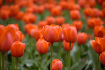 Obraz premium red tulip flowers in flower bed, growing beautiful flowers, gardening concept, nature background