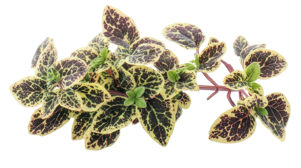 Speckled oregano with spotted patterns, Transparent background, PNG file