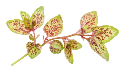 Speckled oregano with spotted patterns, Transparent background, PNG file