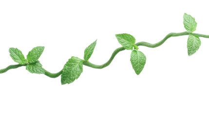 Spiral mint herb with twisted stem, Transparent background, PNG file
