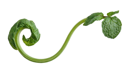 Spiral mint herb with twisted stem, Transparent background, PNG file