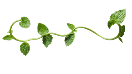 Spiral mint herb with twisted stem, Transparent background, PNG file