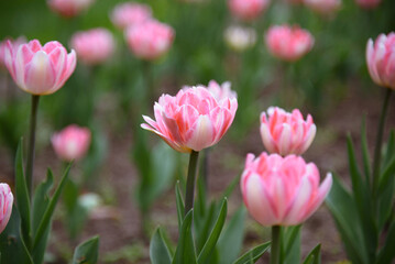 pink tulip flowers in flower bed, growing beautiful flowers, gardening concept, nature background