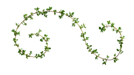 Spiral vine thyme herb, Transparent background, PNG file