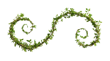 Spiral vine thyme herb, Transparent background, PNG file